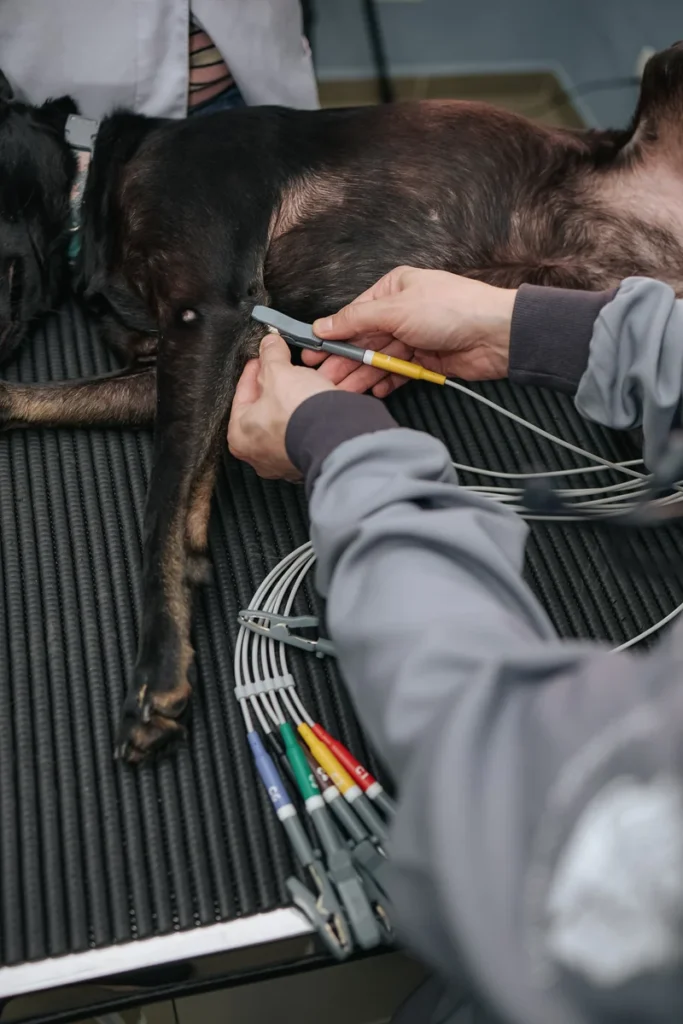 Cão recebendo eletrocardiograma com eletrodos coloridos