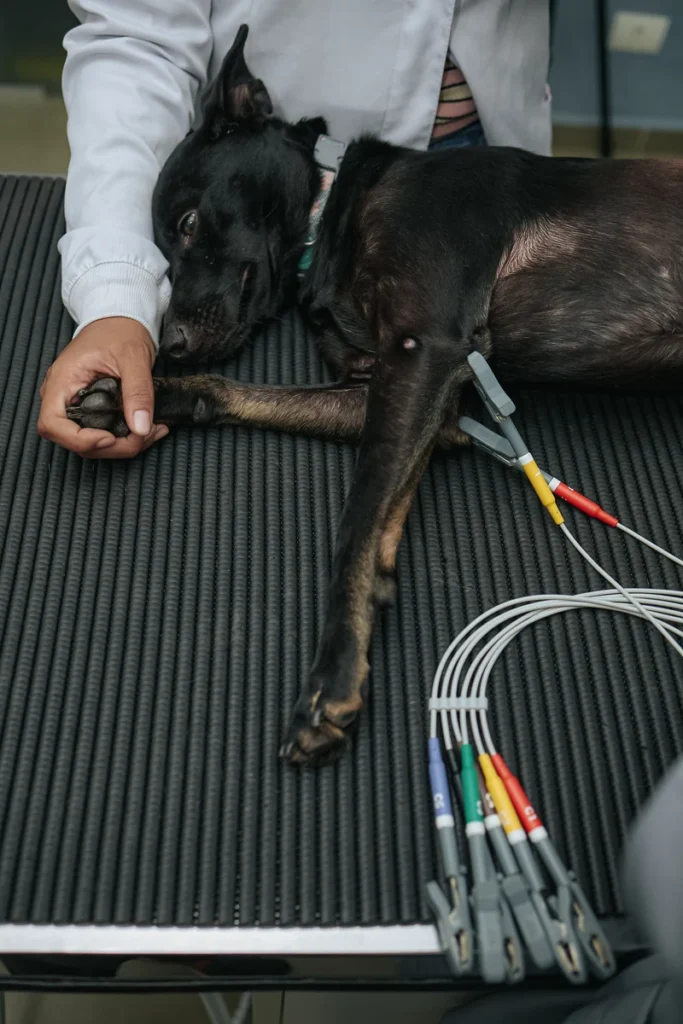 Cão preto deitado e tranquilo durante o eletrocardiograma