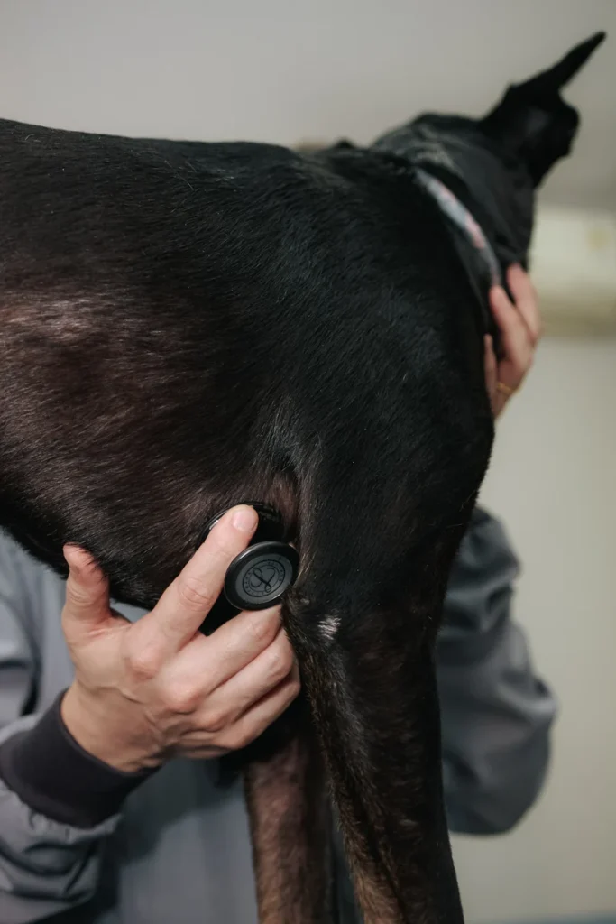 Estetoscópio no tórax de um cão durante o exame cardiovascular