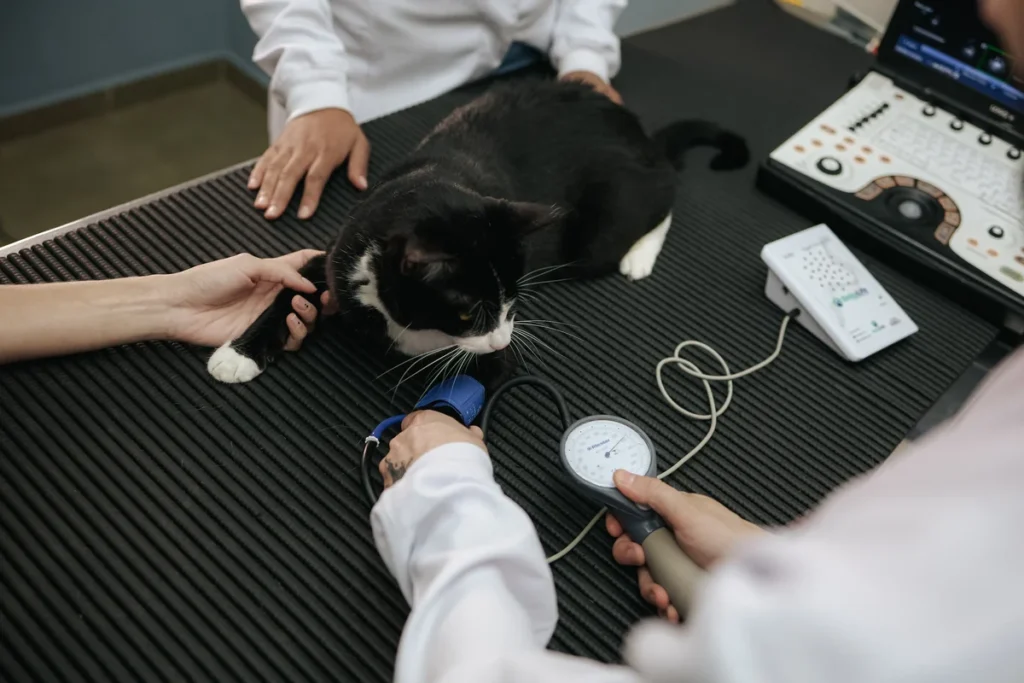 Aferição da pressão arterial de um gato durante a consulta cardiológica