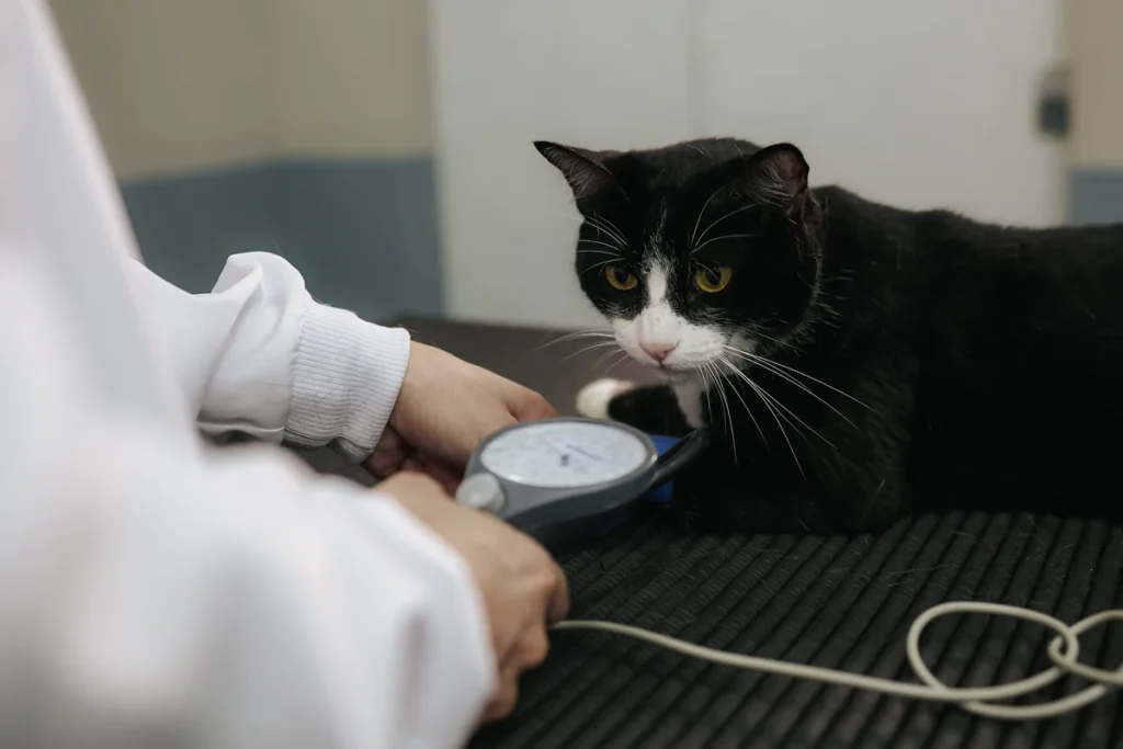 Gato preto e branco calmo durante a ausculta cardíaca