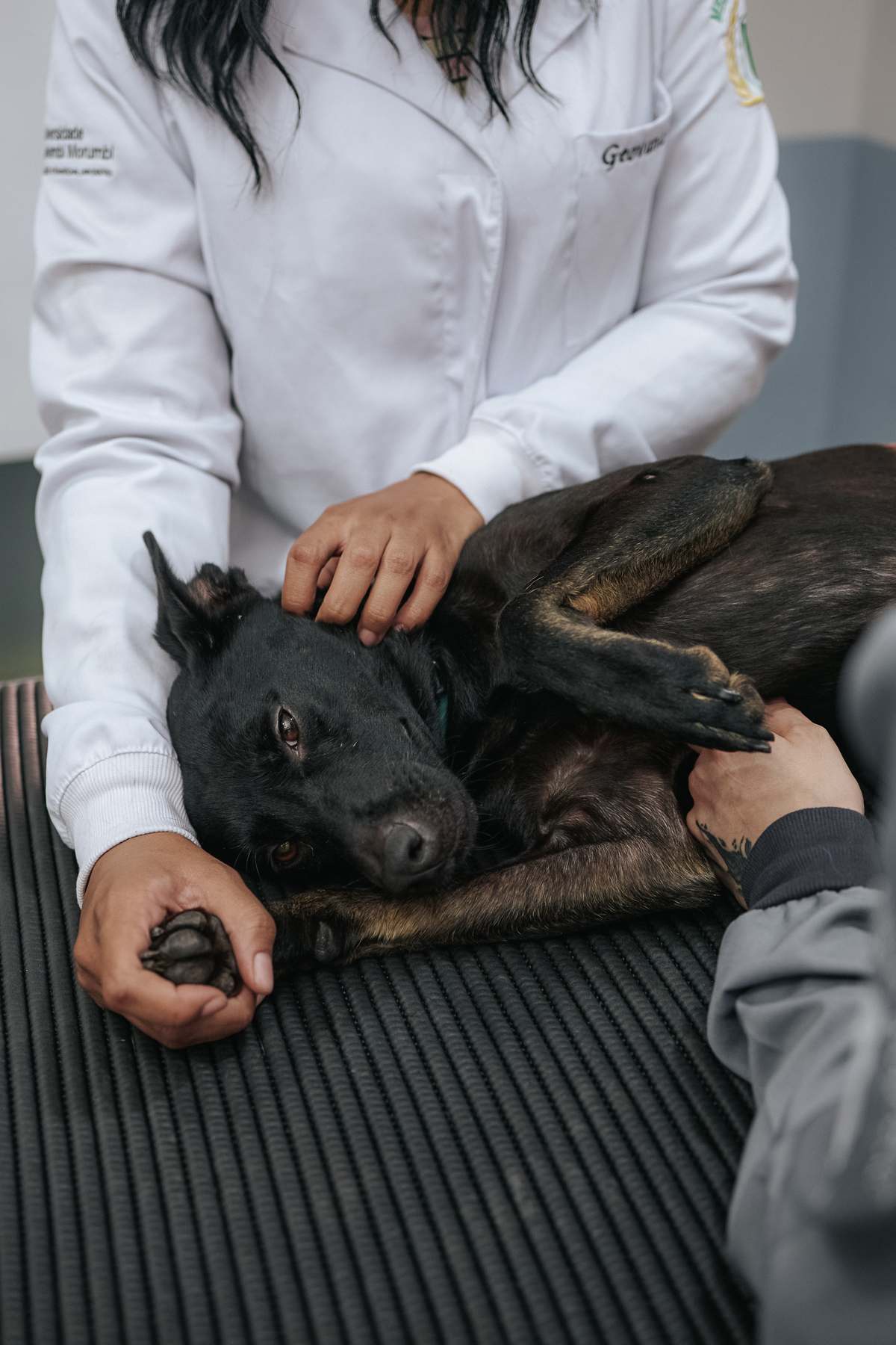 Sopro no coração do cachorro: o que significa e o que fazer depois